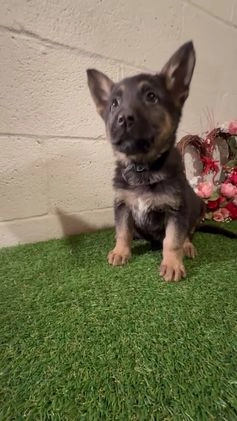 German Shepherd dogs for sale: Sussie B - Video 1