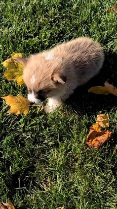 Welsh Corgi Pembroke dogs for sale: Sky - Video 6