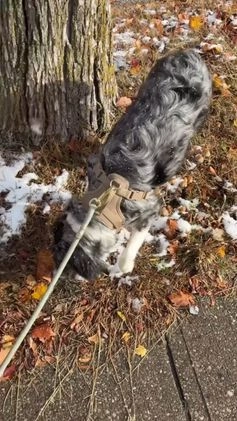 Mixed Breed dogs for sale: Oakley - Video 1