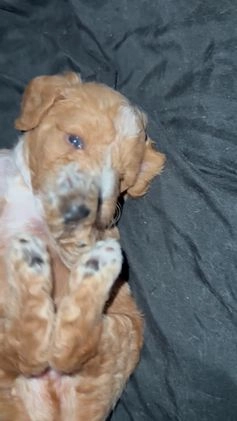 Toy Poodle dogs for sale: Toy Poodle Puppy 1 - Video 1