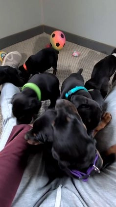 Doberman Pinscher dogs for sale: Lucy  - Video 2