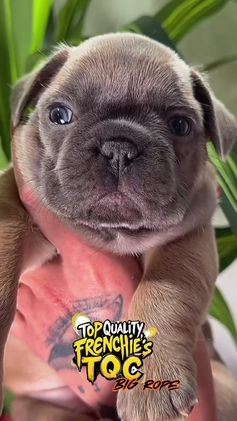 French Bulldog dogs for sale: MONNET - Video 1