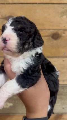 Mini Bernedoodle dogs for sale: Milo - Video 2