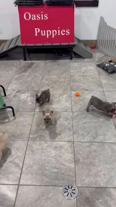 French Bulldog dogs for sale: Willow  - Video 1