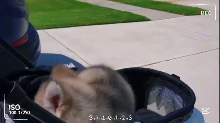 Alaskan Malamute dogs for sale: Fu Zhaozhao - Video 2