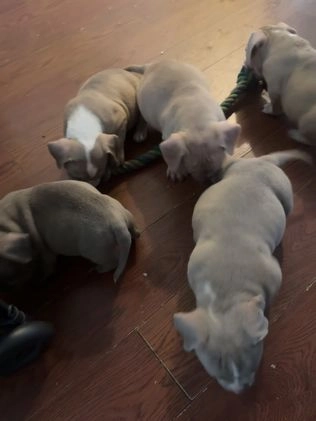 American Bully dogs for sale: American Bully Puppy 2 - Video 1