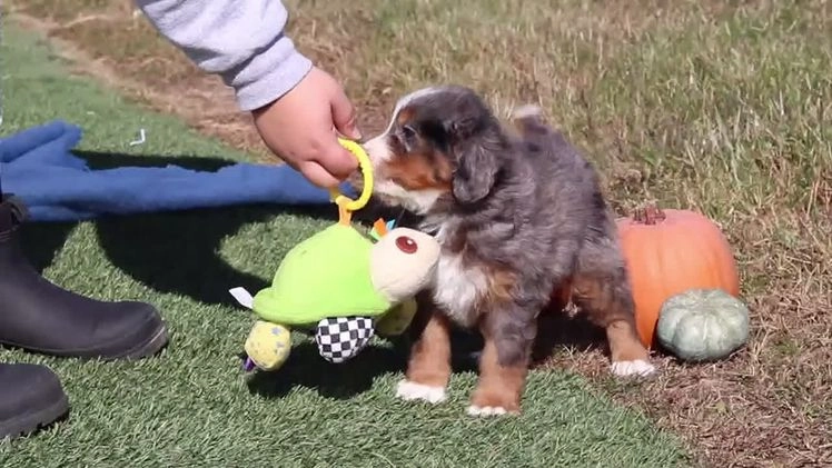 Mini Bernedoodle dogs for sale: Turner - Video 1