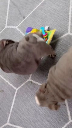 English Bulldog dogs for sale: Skye - Video 1