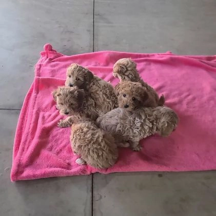 Maltipoo dogs for sale: Sparky - Video 1