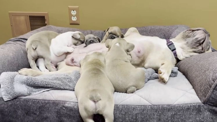 French Bulldog dogs for sale: Sabrina - Video 4