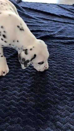 Dalmatian dogs for sale: Jack - Video 1