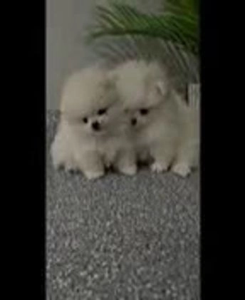 Pomeranian dogs for sale: Sugar Plum - Video 3