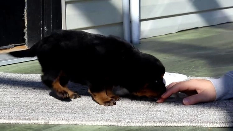 Rottweiler dogs for sale: Raven - Video 3