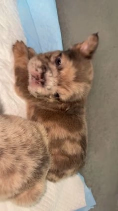 French Bulldog dogs for sale: Minnie - Video 3