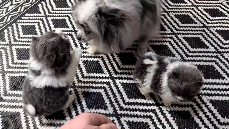 Pomeranian dogs for sale: Yogi  - Video 4