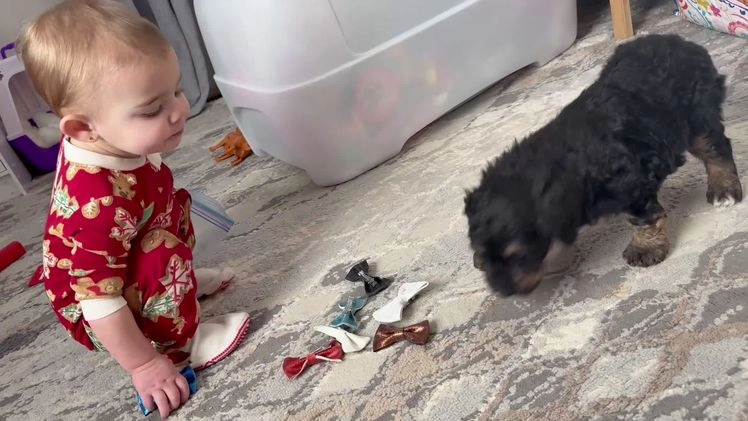 Aussiedoodle dogs for sale: Lizzy - Video 3