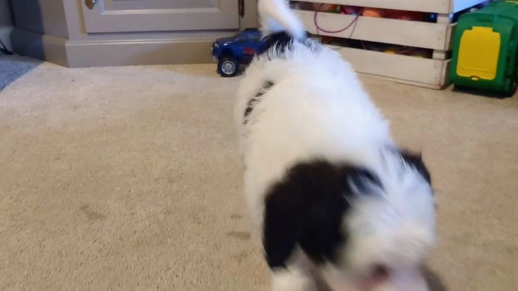 Mixed Breed dogs for sale: RoxAnn  - Video 1