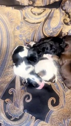 Mixed Breed dogs for sale: Shih-poos - Video 1