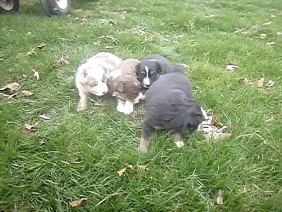 Miniature Australian Shepherd dogs for sale: Nikki - Video 1