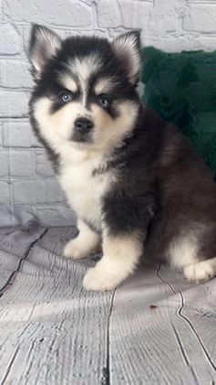 Pomsky dogs for sale: Grace - Video 1
