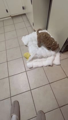 Mini Goldendoodle dogs for sale: Petite Tuxedo Mini Goldendoodle Miss Perfection - Video 1