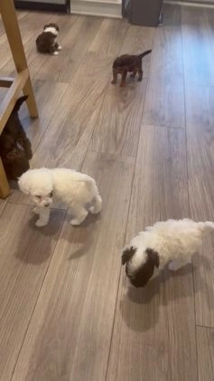 Mini Bernedoodle dogs for sale: Artemis - Video 3