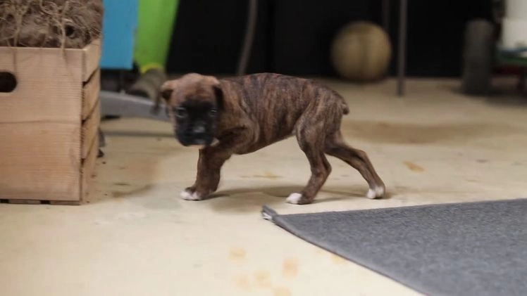 Boxer dogs for sale: Maxl - Video 5