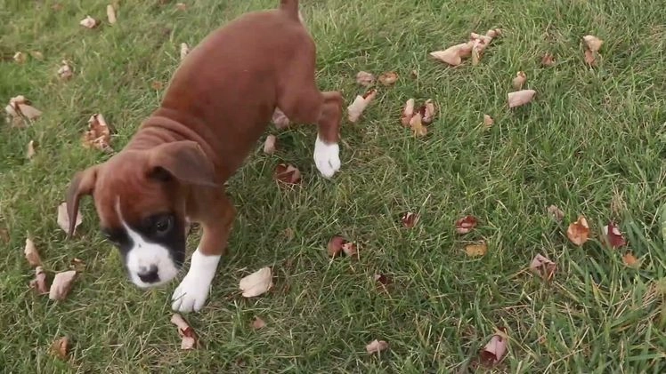 Boxer dogs for sale: Clara - Video 2