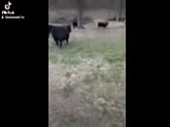 Border Collie dogs for sale: Fang - Video 1