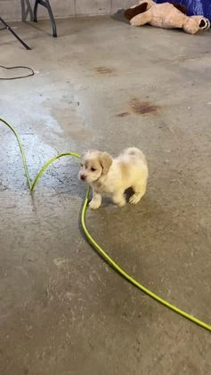 Cockapoo dogs for sale: Ace - Video 1