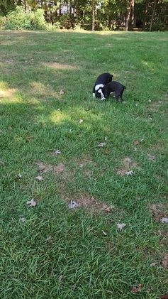 Boston Terrier dogs for sale: Cocoa  - Video 1