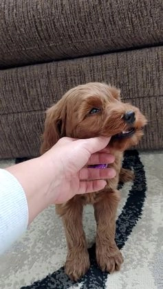 Goldendoodle dogs for sale: Patty-medium size  - Video 1