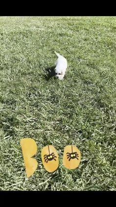 Cavapoo dogs for sale: Odin - Video 1