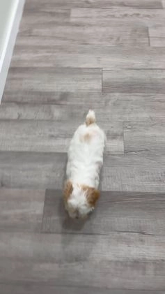 Cockapoo dogs for sale: Paige - Video 1