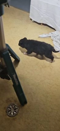 Mixed Breed dogs for sale:  Claire  - Video 1