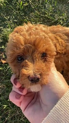 Toy Poodle dogs for sale: Buddy - Video 2
