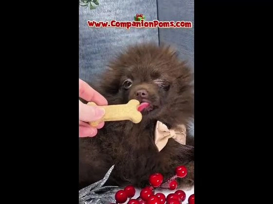 Pomeranian dogs for sale: Pomeranian Puppy 1 - Video 2