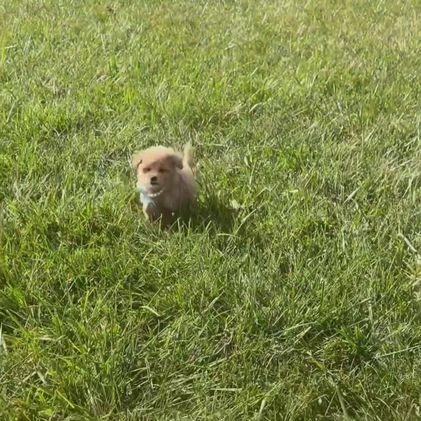 Maltipoo dogs for sale: Gloria - Video 1