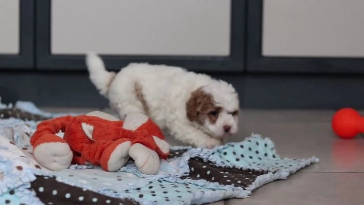 Mini Goldendoodle dogs for sale: Hallie - Video 2