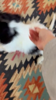 Saint Berdoodles dogs for sale: Ryan - Video 5