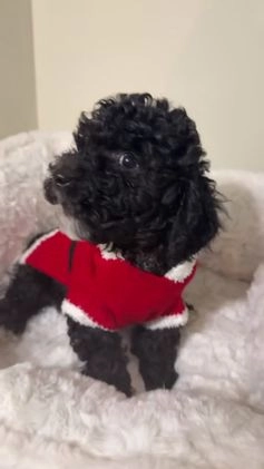 Maltipoo dogs for sale: Rex  - Video 1