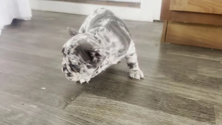 French Bulldog dogs for sale: Ricky - Video 6