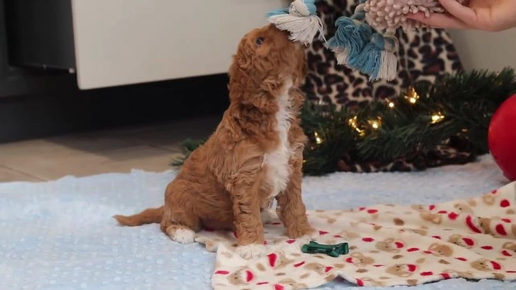 Goldendoodle dogs for sale: Flicka - Video 1