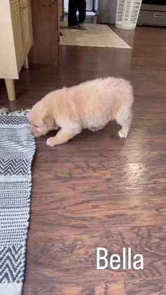 Golden Retriever dogs for sale: Bella - Video 1