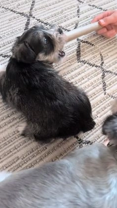 Miniature Schnauzer dogs for sale: Willow  - Video 3