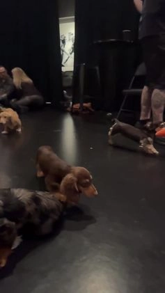 Miniature Dachshund dogs for sale: Shade - Video 1