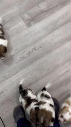 Cavapoo dogs for sale: Ollie - Video 1