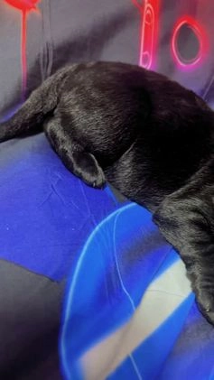 German Shepherd dogs for sale: German Shepherd Puppy 2 - Video 1