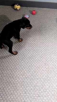 Doberman Pinscher dogs for sale: Lucy  - Video 5