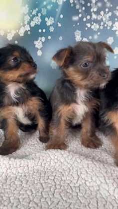 Yorkshire Terrier dogs for sale: Kira - Video 2